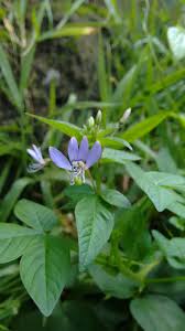 Image result for Cleome rutidosperma