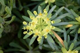 Image result for Euphorbia jubata
