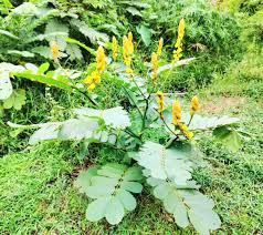 Image result for Acacia alata