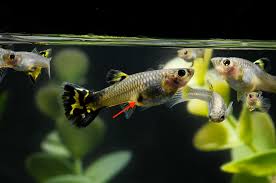 How To Identify A Pregnant Guppy What To Look For Build Your Aquarium