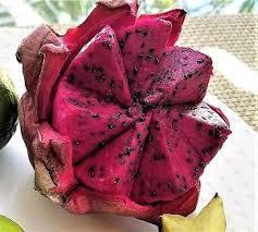 Alibaba.com offers 3,412 exotic fruit products. Red Dragon Fruit Buy Red Dragon Fruit Where Can I Buy Red Dragon Fruit Red Dragon Fruit Online Red Dragon Fruit Nutrition Red Dragon Fruit Health Benefits California Red Dragon Fruit Red