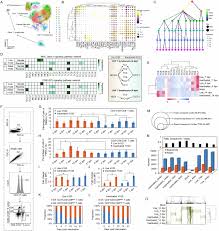 Single cell transcriptomics correlate avian coronavirus prime vaccination efficacy with antigen-presenting cell preference