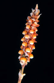 Image result for Rhipidoglossum pusillum