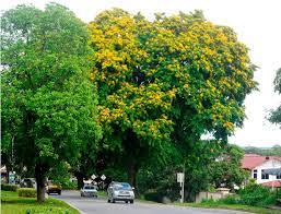 Check spelling or type a new query. 9 Philippine Native Trees Better Than Cherry Blossoms