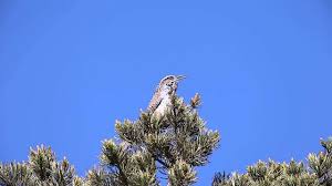 How many syllables uses cookies to enhance your experience. Cactus Wren Song Youtube