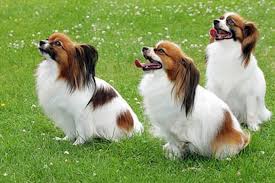 Look at pictures of papillon puppies who need a home. Papillon Puppies For Sale From Reputable Dog Breeders