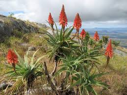 Image result for Aloe luapulana