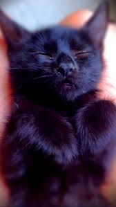 Black And White Kittens For Sale Essex Cats Image By Missy Brashears On Cats Cute Animals Kittens Cutest