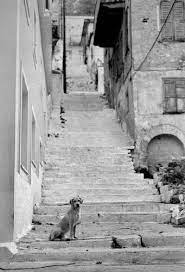 A Greek Street Dog Street Dogs Animal Photography Dogs Dogs