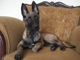 The belgian malinois is a herding breed with high intelligence, a motivated drive, and intense loyalty. Belgian Malinois Puppies Bay Area California Pure Malinois