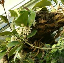 One of the things that make australis so popular is the fact that you don't have to know how to care details beyond a few basic guidelines. Hoya Australis Wikispecies