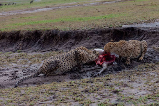 360+ African Cheetah And Antelope Stock Photos and Royalty-Free Pictures - iStock