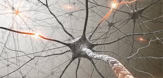 Multiple sclerosis (ms) is an unpredictable disease of the central nervous system that disrupts the flow of information within the brain, and between the brain and body. Lasst Sich Multiple Sklerose Durch Zerstorung Des Immunsystems Heilen