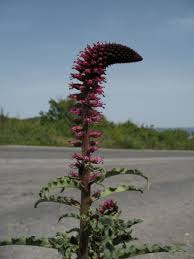 Image result for Lysimachia ruhmeriana