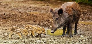 Als autor und podcaster zeigt er menschen natürliche tools für mehr fokus, energie und achtsamkeit. Das Wildschwein Waldwissen Baumspenden Stiftung Unternehmen Wald