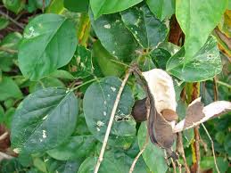 Image result for Canavalia cathartica