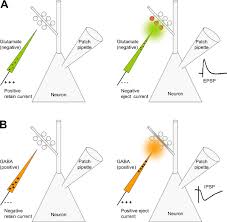 27.04.2021 · mekanik elcikler mail : Fast Micro Iontophoresis Of Glutamate And Gaba A Useful Tool To Investigate Synaptic Integration Protocol Translated To Turkish