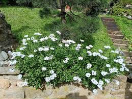 Image result for paprskovka obrázek