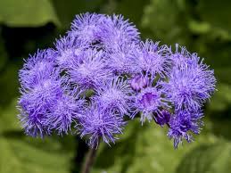 Deer resistant perennials are less attractive to deer than other perennials plants. 13 Rabbit Resistant Annuals Hgtv