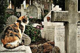 Memorialize your pet with their own customized stone. Cat On Grave Cats Pet Cemetery Crazy Cats