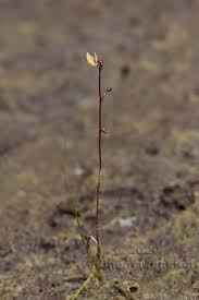 Image result for Utricularia  minor