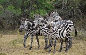 A plains zebra crossed with a donkey is known as a zebdonk, zonkey, zebrass, and zorse. Plains Zebra The Animal Facts Appearance Diet Habitat Behavior