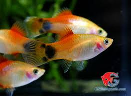 Ikan mickey mouse merupakan jenis ikan hias yang memiliki bentuk tubuh kecil dan tampilannya sangat cantik. Mickey Mouse Santa Platy Novocom Top
