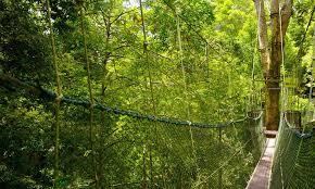 Operasi ini dilakukan untuk memusnahkan pokok durian yang ditanam secara haram dan menahan individu atau pekebun yang memasuki hutan simpan kekal tanpa izin. Malaysiakini 4 8 Juta Hektar Kawasan Diwartakan Sebagai Hutan Simpan Kekal