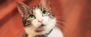 How Long Do Indoor Cats Live The Vet On Fourth