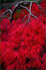 Yashiro Japanese Garden Olympia Washington Curly Maple Fall Color Flickr Photo Sharing Japanese Garden Fall Colors Beautiful Tree