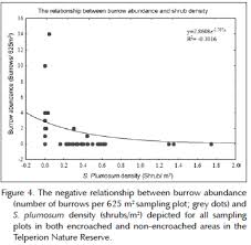 Image result for Rubus runssorensis