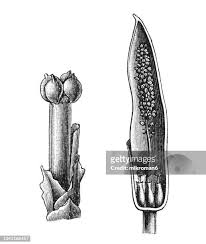 Image result for Stylochaeton