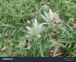 Image result for Cyperus niveus