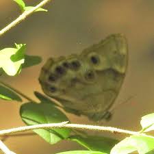 Image result for Gutenbergia eylesii