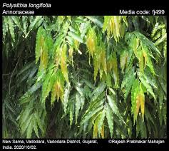 Image result for Monoon longifolium