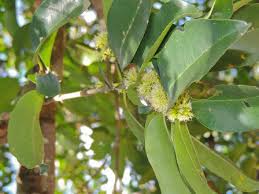 Image result for Cassipourea gummiflua