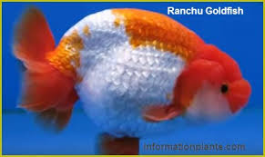 جولدفيش رانتشو الياباني ranchu goldfish سمك زينة انواع الاسماك معلومان عامه معلوماتية نبات حيوان اسماك فوائد fish pet goldfish animals
