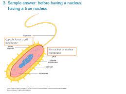 1ayes All Living Things Are Made Of A Cell Or Cells Bacteria And Protista Plant Animal Plant Animal Fungi Are Unicellular All Other All Fungi Animals Ppt Download