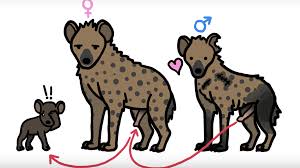 The worst thing is the male die in a horrible way. Why Do Female Spotted Hyenas Give Birth Through Their Pseudo Penises Mental Floss
