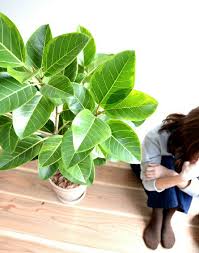 楽天市場 アルテシーマ 自然樹形 茶色 エッグラウンド 陶器鉢 鉢植え 大型 8号 斑入り ゴム ゴムの木 葉模様 茶 ブラウン 砂色 ベージュ 丸 観葉植物 送料無料 ランドプランツ