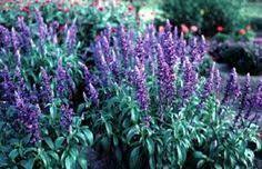 Plants that like to be submerged and plants that are normally found on lake shores were lacking in my yard. 30 Kansas Gardening Ideas Plants Perennials Flower Garden
