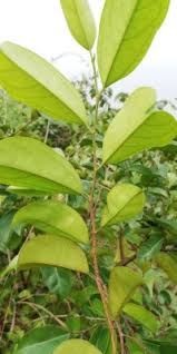 Image result for Trilepisium