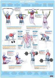This increases blood flow to the muscle normalizing it and bringing it back to a healthy state. Back Muscles Weight Training Bodybuilding Exercise Chart Chartex