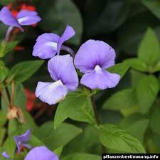 Maybe you would like to learn more about one of these? Plant Identification Blue And Purple Flowers Blue And Purple Flowers Plant Identification Shade Plants