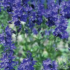 Plant Profile for Veronica 'Shirley Blue'