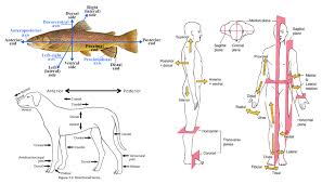 Human Biology Dorsal Vs Posterior And Anatomy Anatomy And Physiology Spinal Cord Anatomy