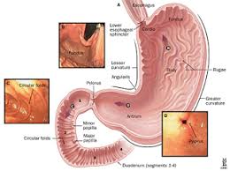 Gastritis kronik adalah penyakit radang perut dengan larian recrudescent. Maag Gastritis Dyspepsia Indahpertiwi2