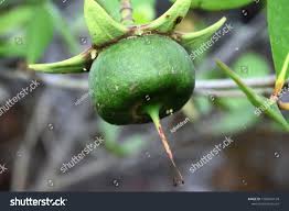 Image result for Sonneratia alba