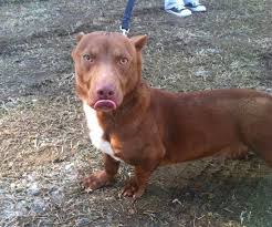 Pitbull Dachshund Mix With Tiny Feet And A Huge Head Sparks Adoption Frenzy Pitbulls Dachshund Mix Pitbull Mix
