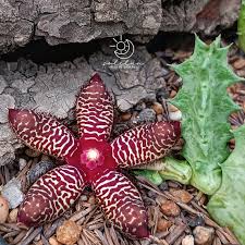 Image result for Orbea maculata